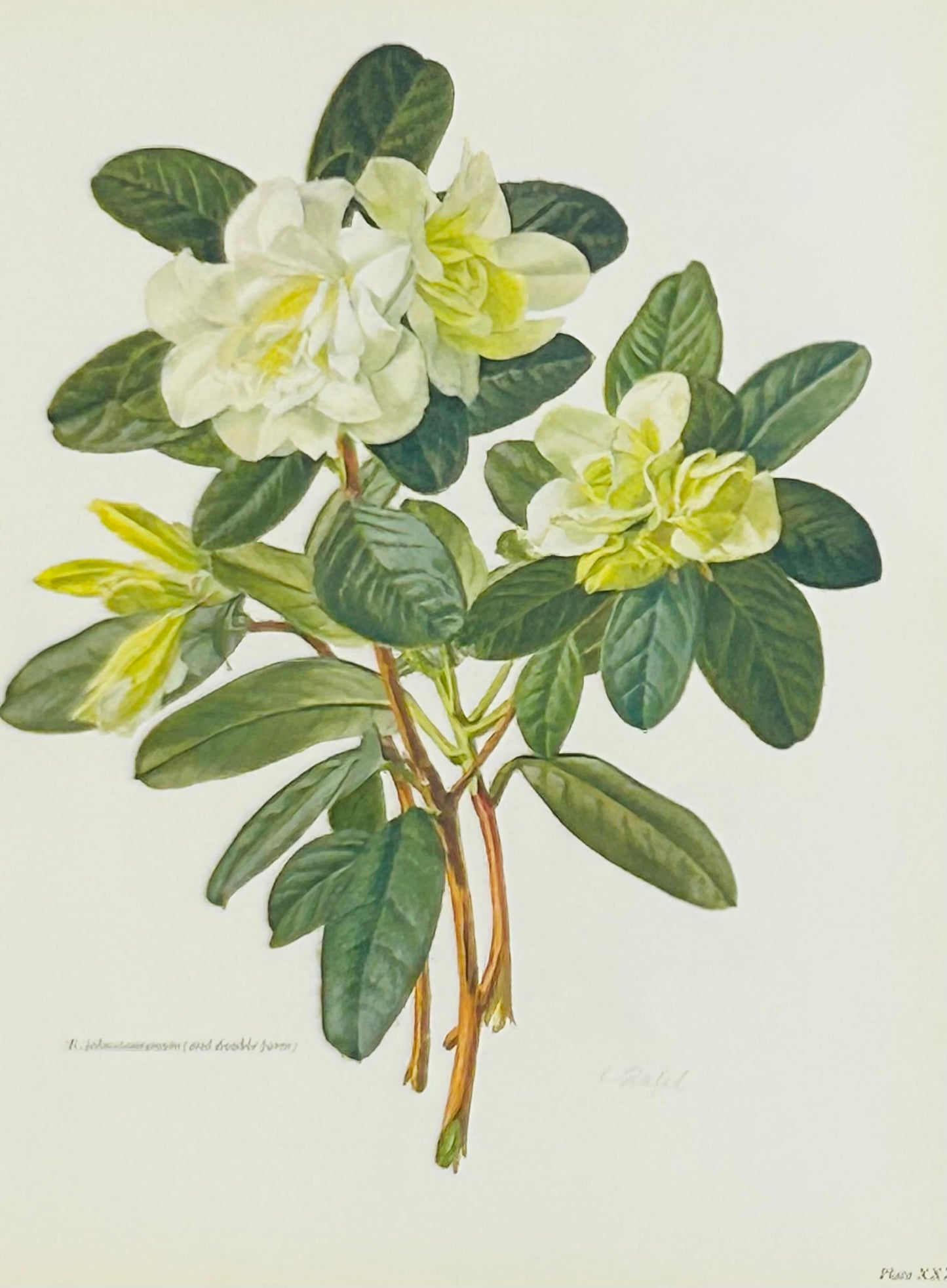 Rhododendron Vintage Print | C. Riefel 1958 Floral - R johnstoneanum and double form Plate XXXV White