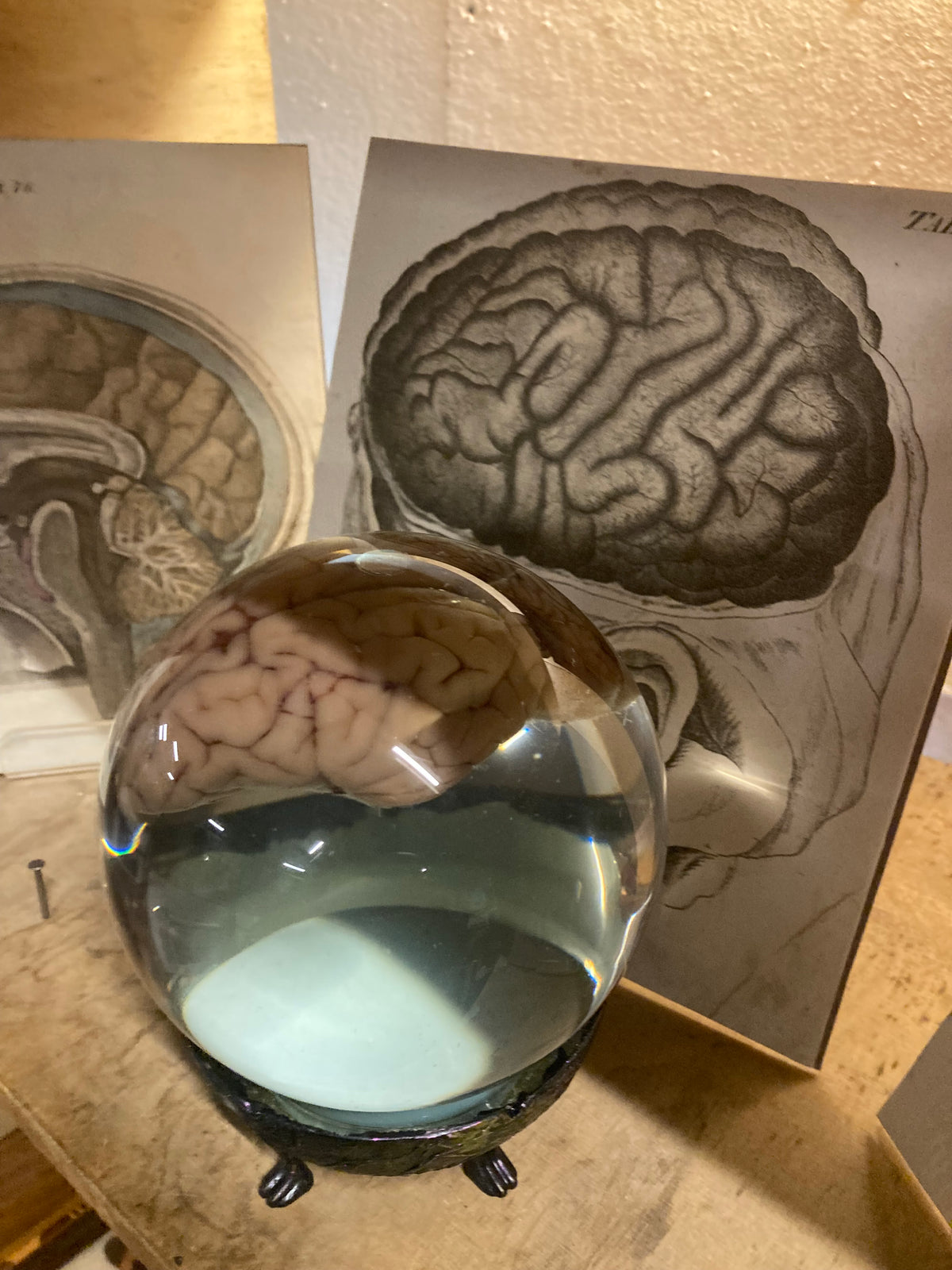 Preserved Animal Brain Specimen in Glass Orb | Taxidermy Curio POA