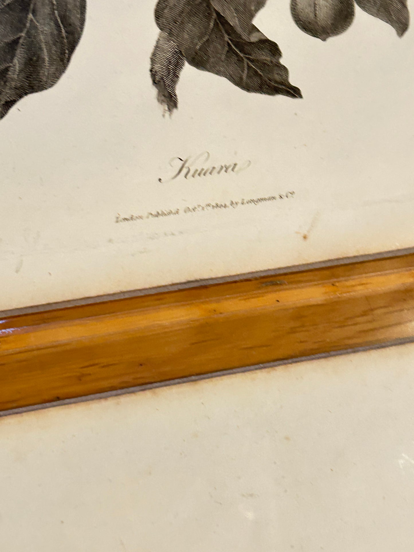 James Bruce Antique Botanical Prints – Black & White Plant Illustrations (Set of 4) - Published London, 1804
