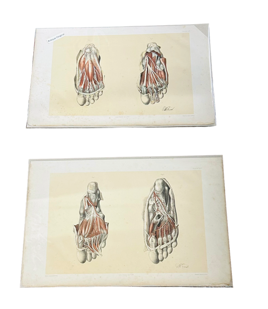 2 Antique 19thc. Anatomical Engravings by Ford – Vascular & Tendon Study of Human Feet – Original Medical Prints, Rare Victorian Anatomy Art