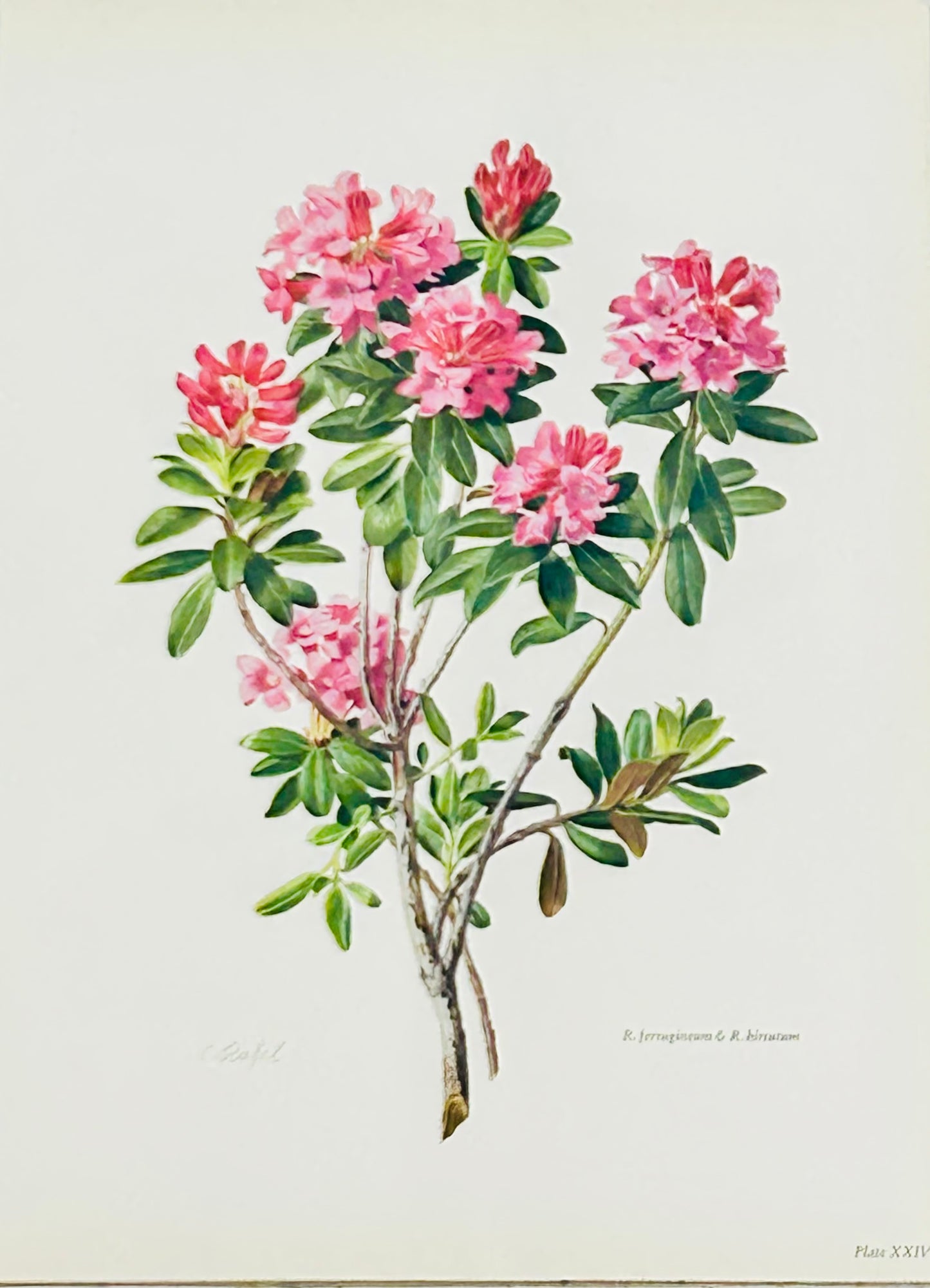 Rhododendron Vintage Print | C. Riefel 1958 Floral - R Ferugineum Plate XXIV Pink
