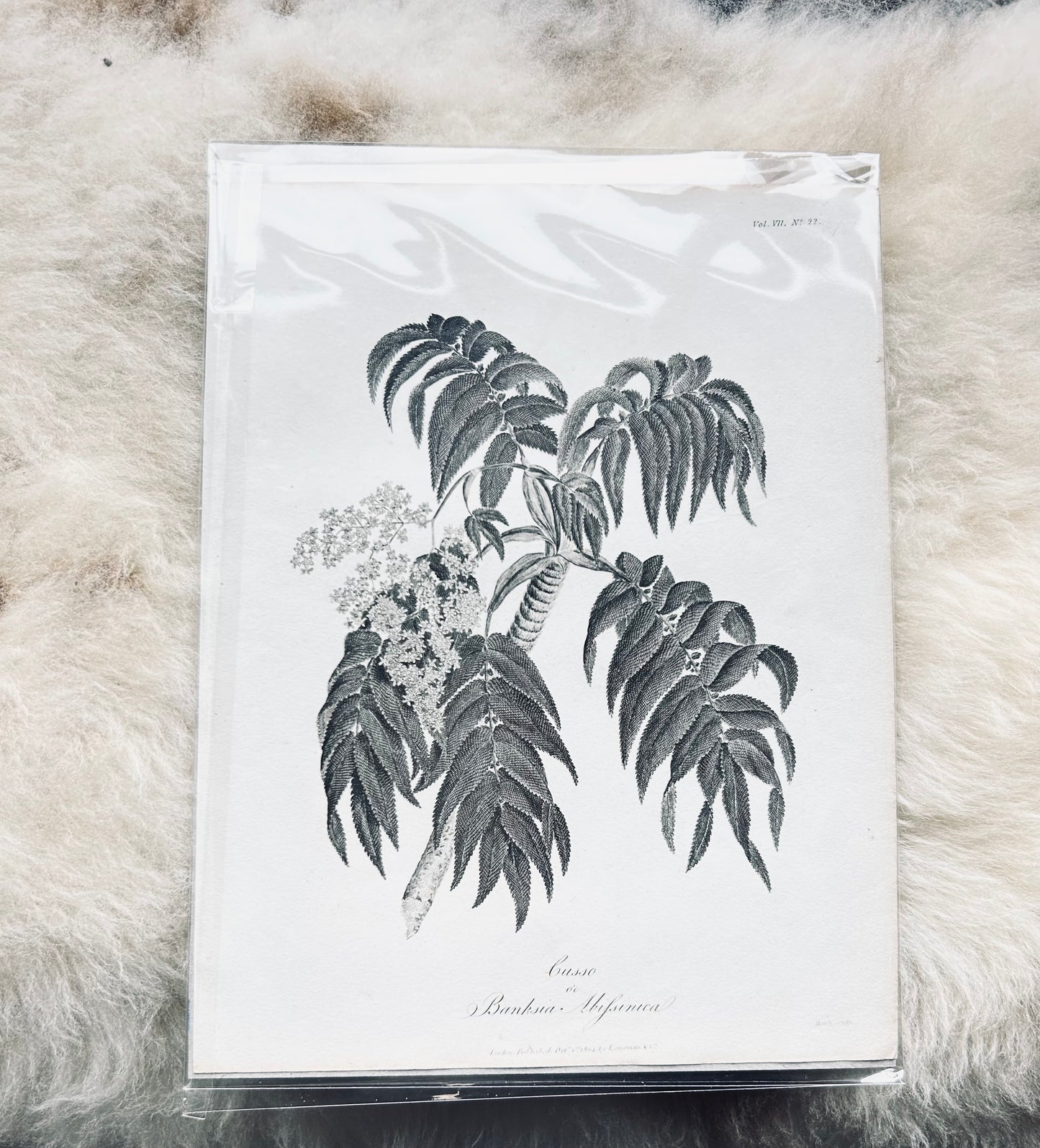 James Bruce Antique Botanical Prints – Black & White Plant Illustrations (Set of 4) - Published London, 1804