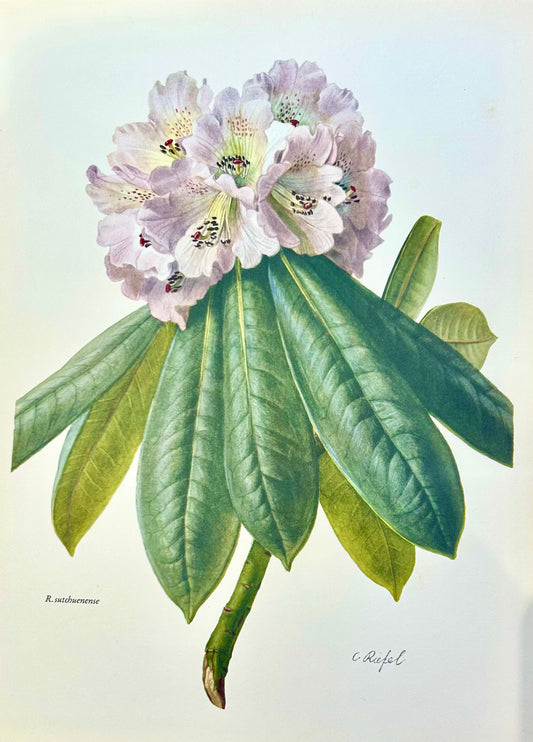 Rhododendron Vintage Print | C. Riefel 1958 Floral - Plate