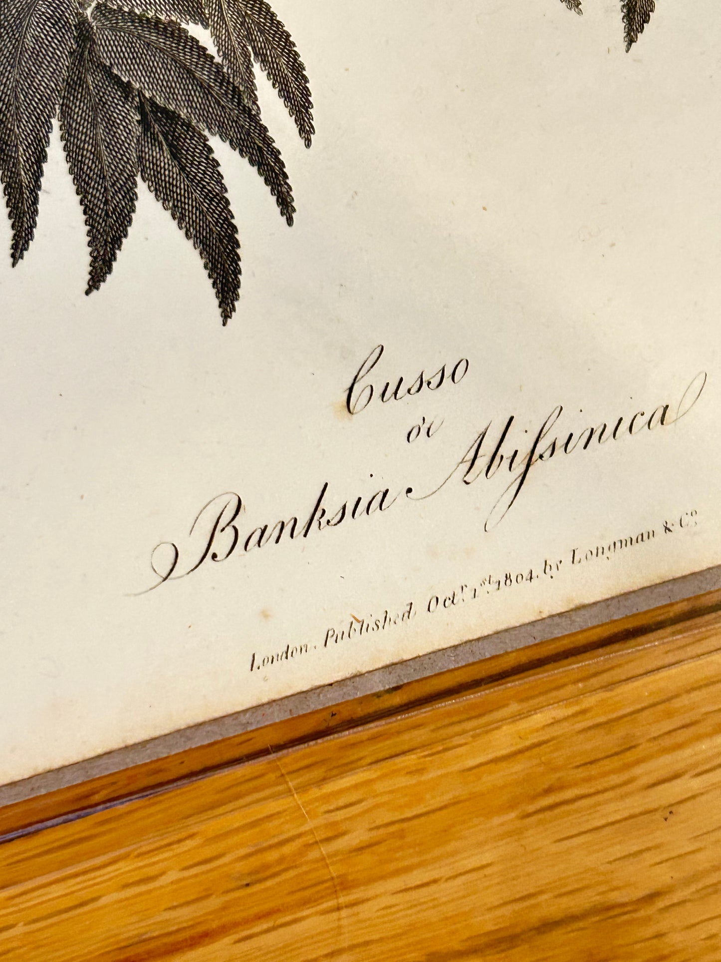 James Bruce Antique Botanical Prints – Black & White Plant Illustrations (Set of 4) - Published London, 1804