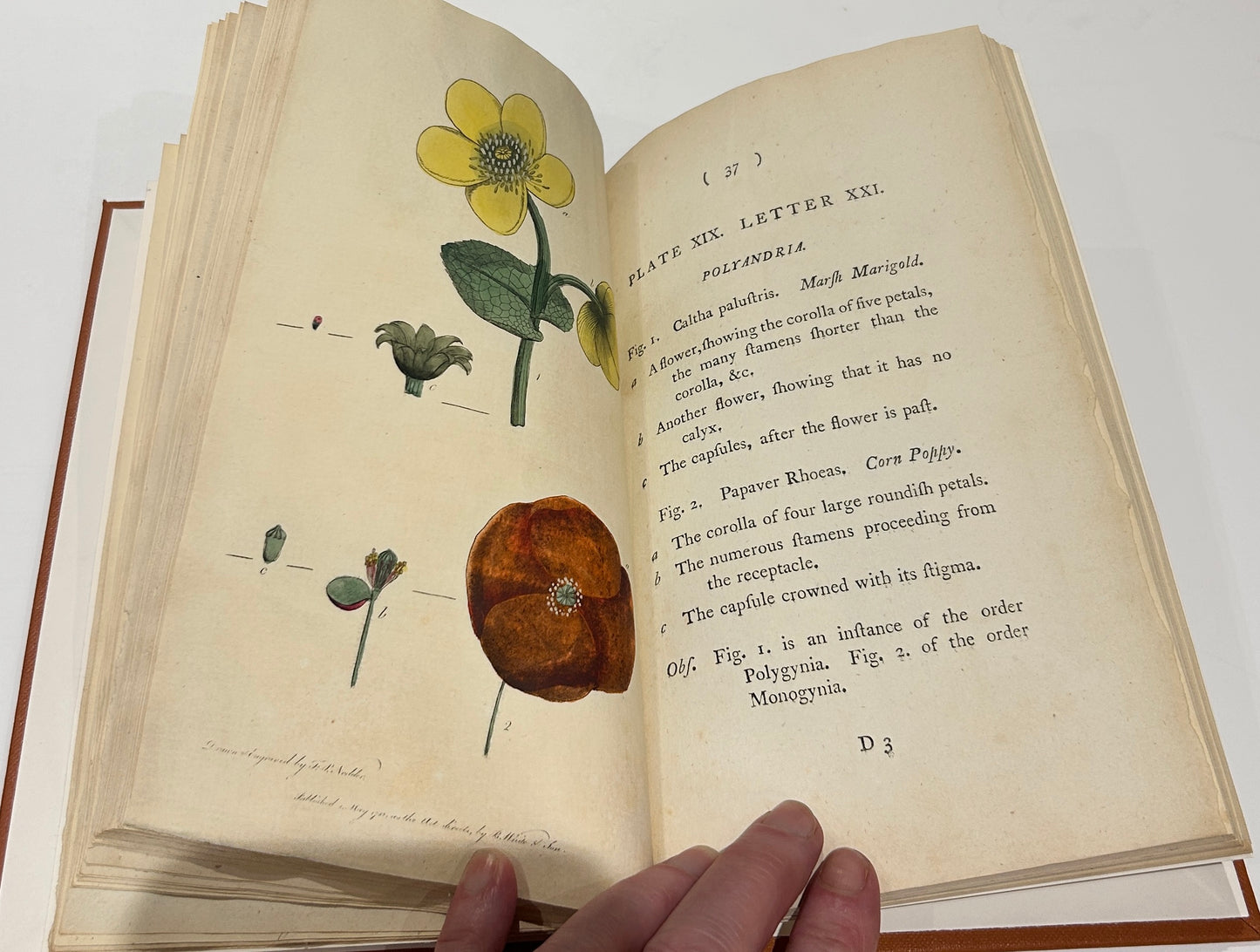 Botanisches Glossar von Thomas Martyn aus dem Jahr 1799 – Antikes wissenschaftliches Buch aus der Linnéschen Zeit (Neu gebunden)