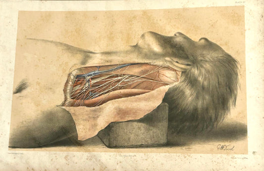 The anatomy of the side of the neck behind the sterno-
MASTOID MUSCLE / Lateral muscles of the neck/Posterior triangular space — its boundaries and contents/Arteries in the space, and ligature of the third part of the subclavian/External jugular vein and blood-letting/Nerves in the triangular space”