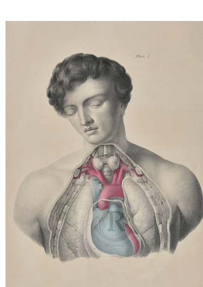 Anatomical Print [Quain] - Post Mortem Heart Dissection Digital Copy