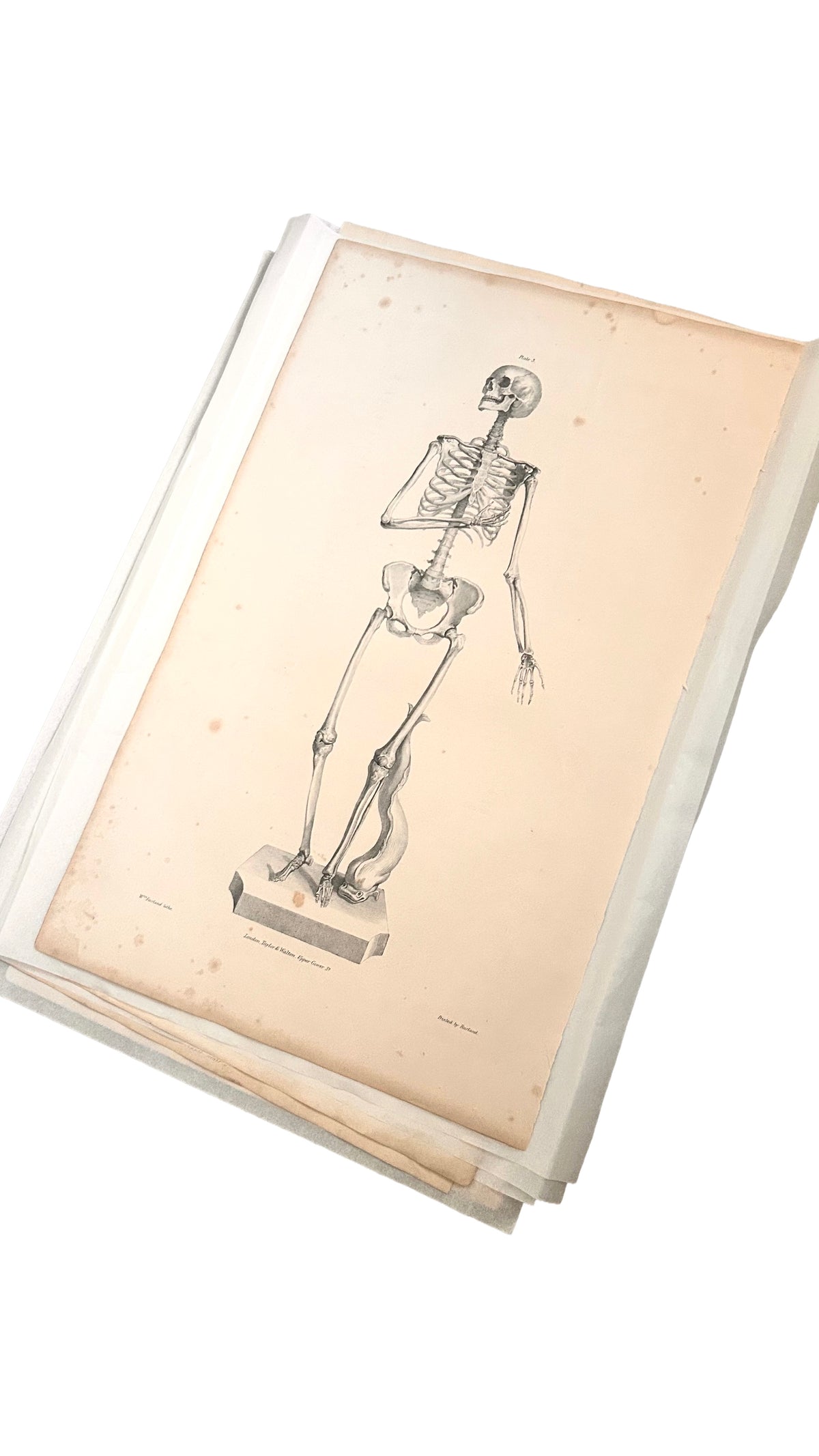 Quain Anatomical Drawing  - 19thc Original Skeleton Plate 3