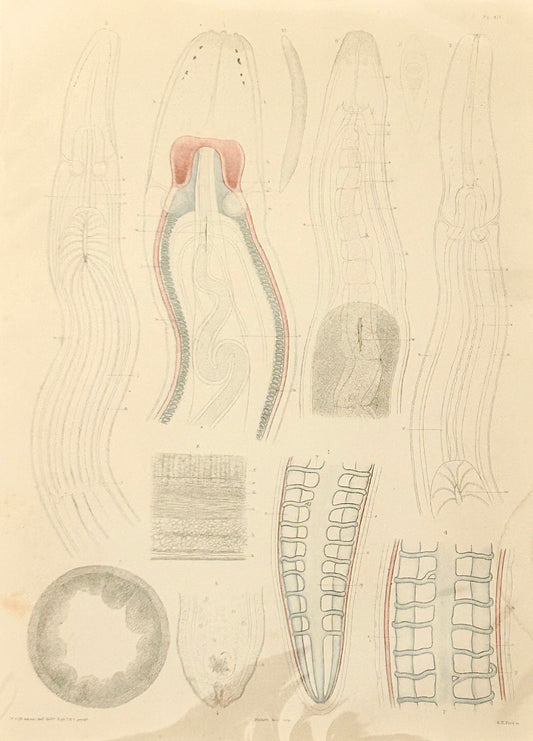 Worm Morphology