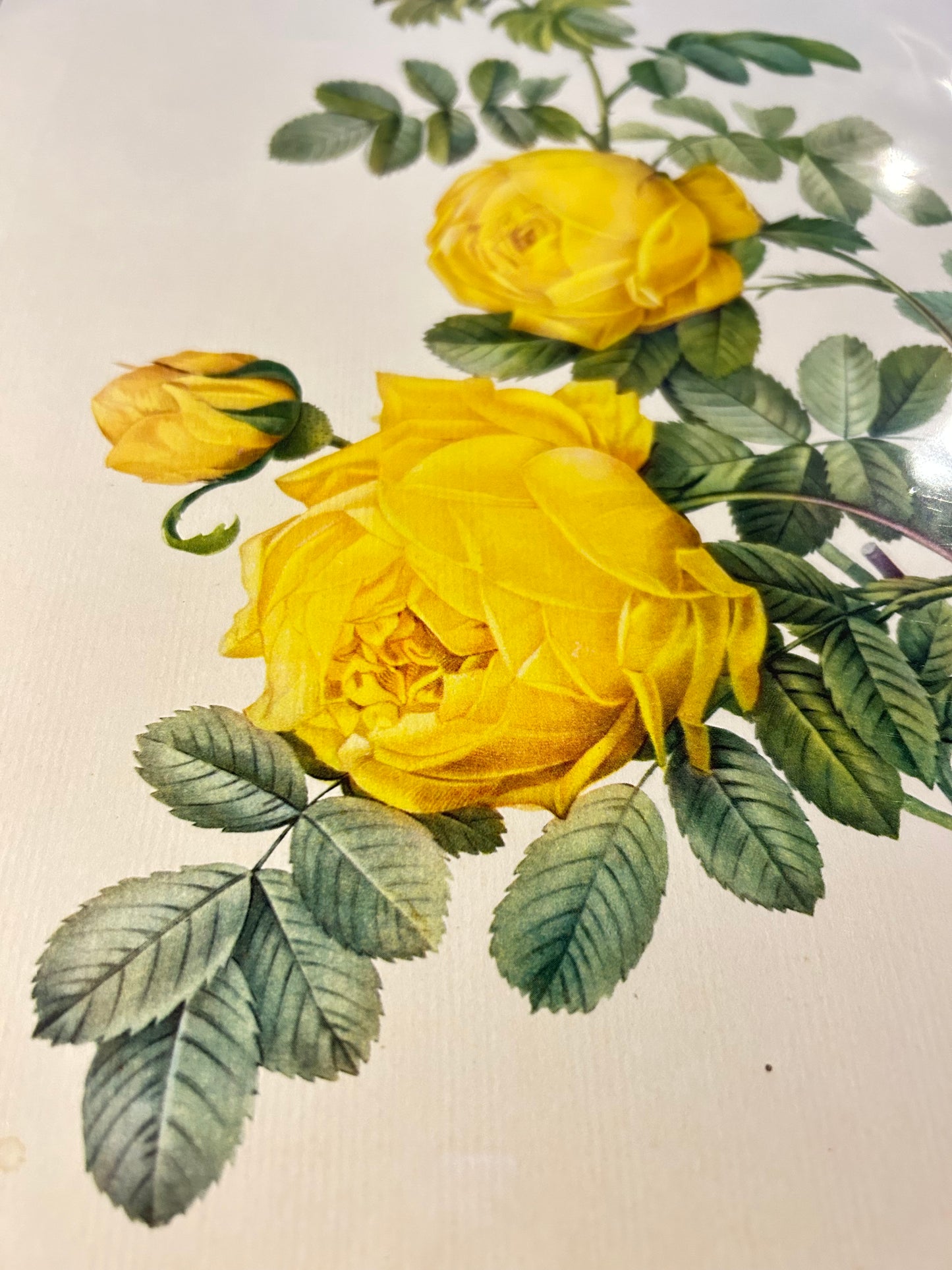 Pierre Redoute Roses 'Rosa Sulfurea' Yellow