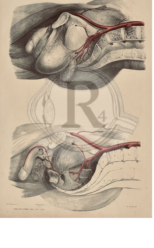 Original 19th‑Century Quain Anatomy Plate – Abdominal Aorta & Pelvic Arteries – Antique Medical Print Quain Vascular System