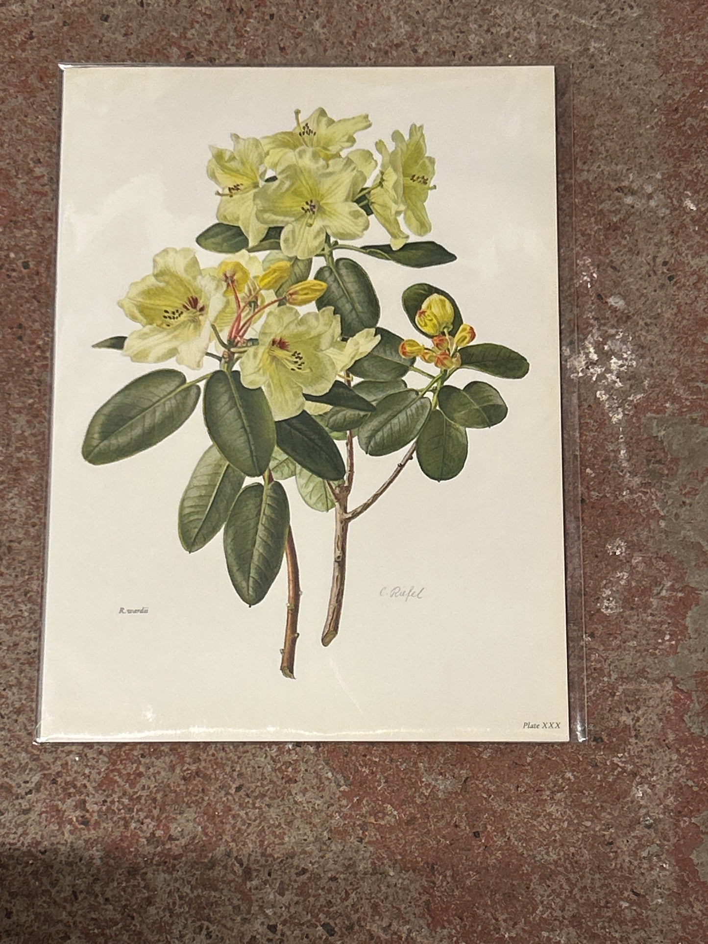 Rhododendron Vintage Druck | C. Riefel 1958 Floral - R Wardii Teller XXX