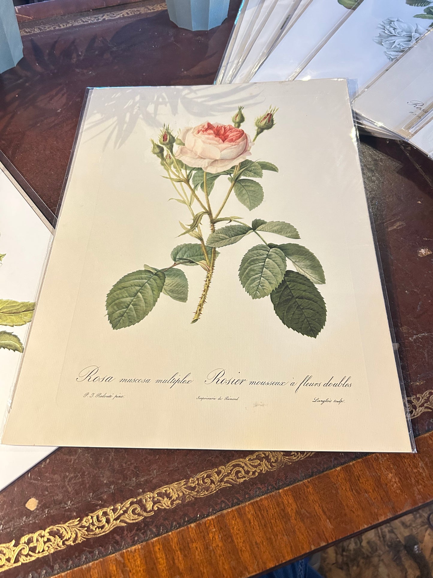 Pierre Redoute Roses -  Rosa Muscosa multiplex pink