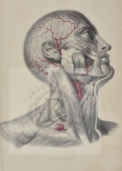Anatomical Digital Wall Art Print - Vascular Face & Neck