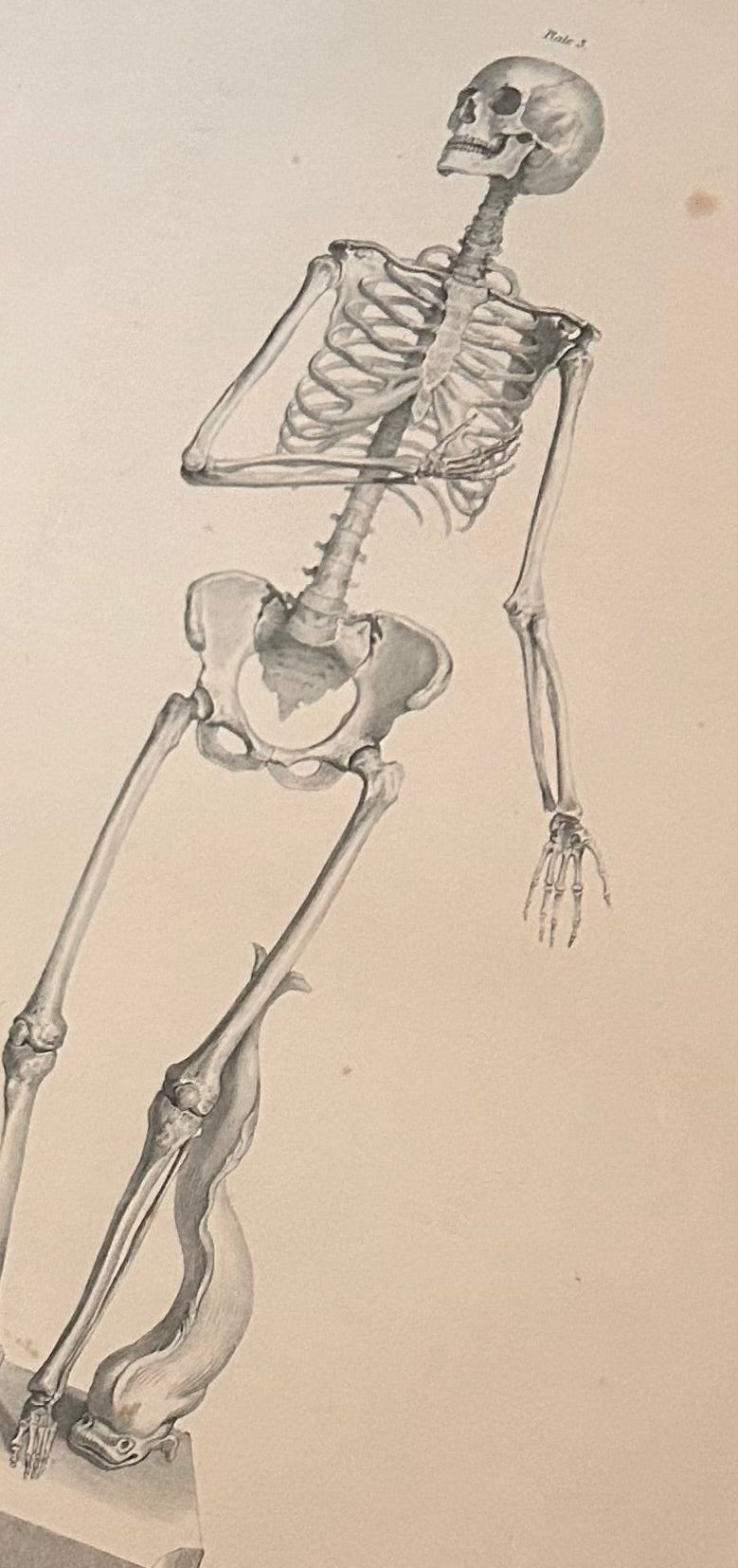 Antiker anatomischer Kupferstich der Nasen- und Mundhöhle – Eidechsen, Tafel LXXIV (Medizinischer Druck aus dem 19. Jahrhundert)