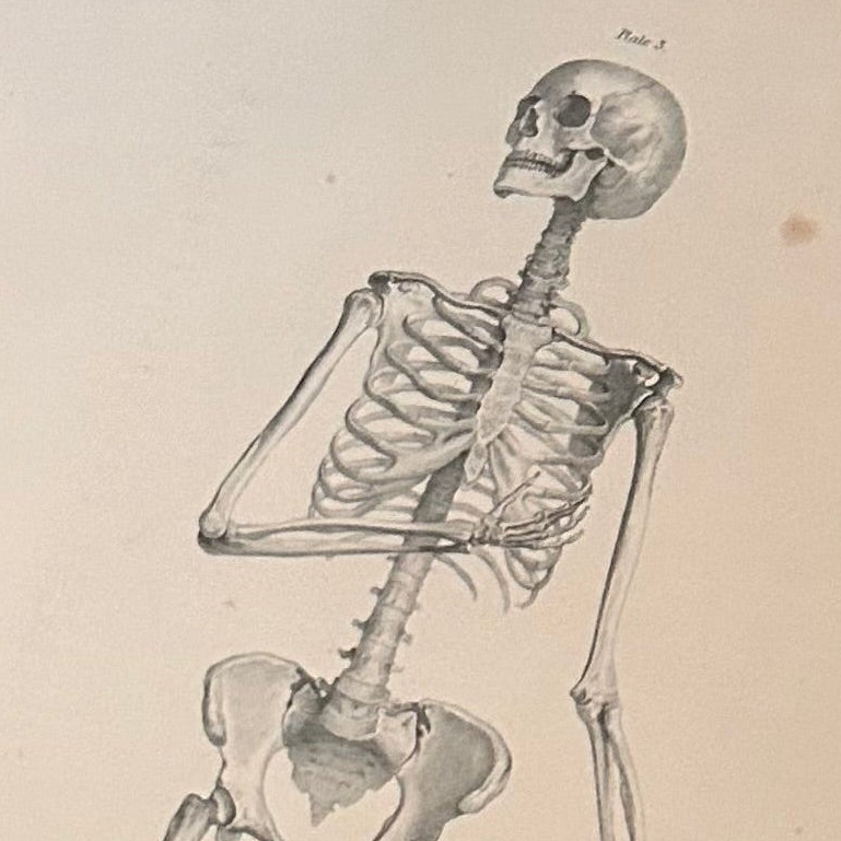 Antiker anatomischer Kupferstich der Nasen- und Mundhöhle – Eidechsen, Tafel LXXIV (Medizinischer Druck aus dem 19. Jahrhundert)