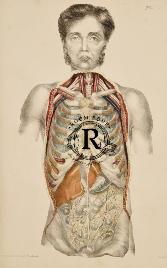 Vintage Human Torso Anatomy Print — Plate I | 19th Century Medical Illustration of Internal Organs