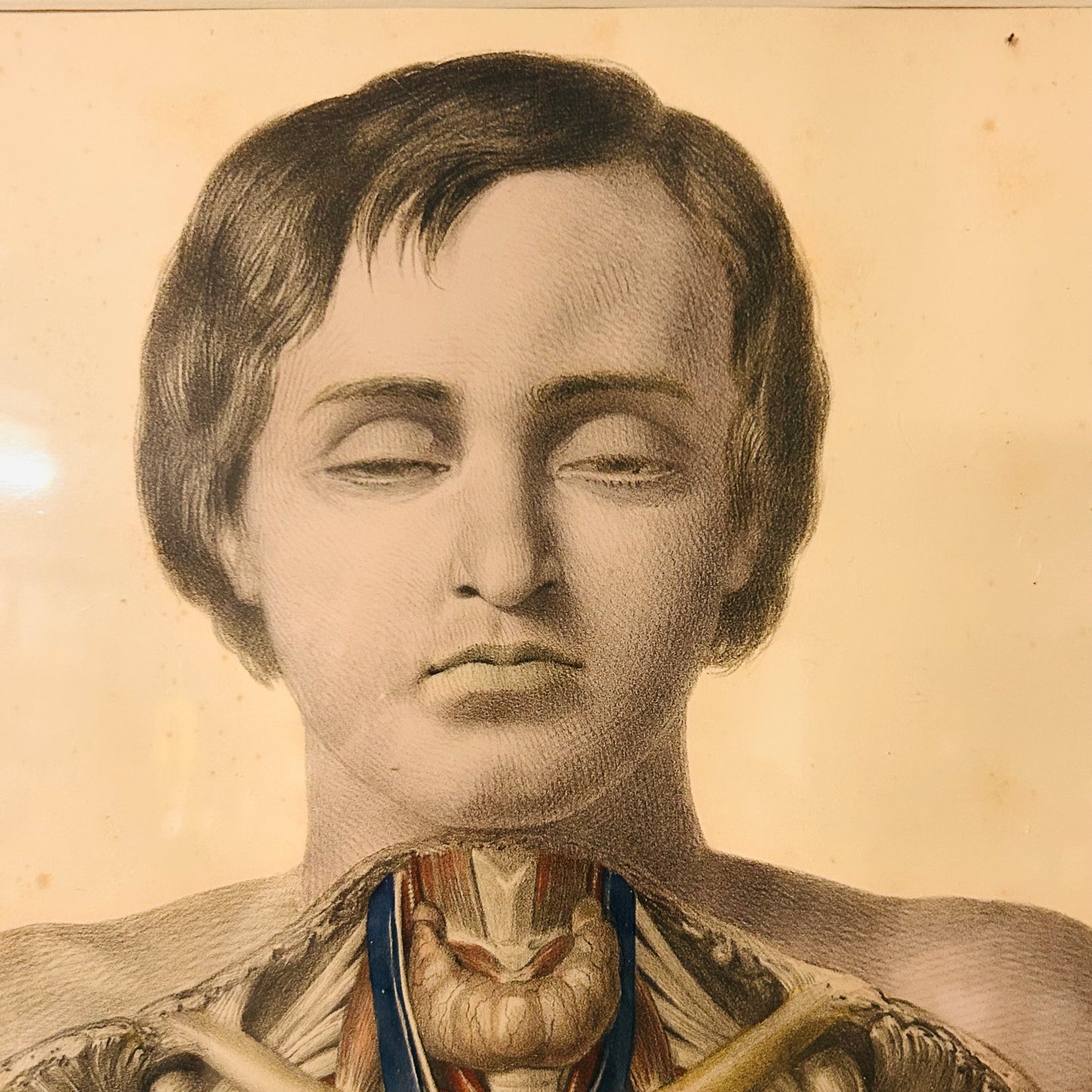 [Sibson] Victorian Medical Anatomical Print – Dissection Plate XX (1869)
