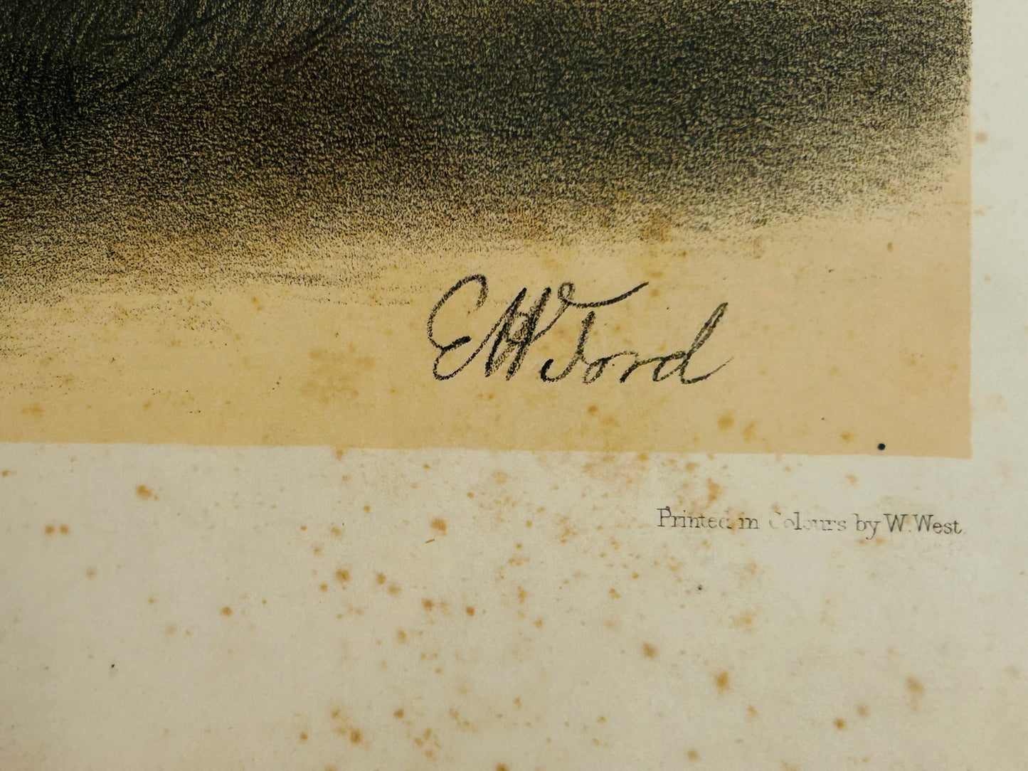 Victorian Anatomical Drawing 1863 by G H Ford –  Neck Anatomy Antique Medical Illustration / Plate XV