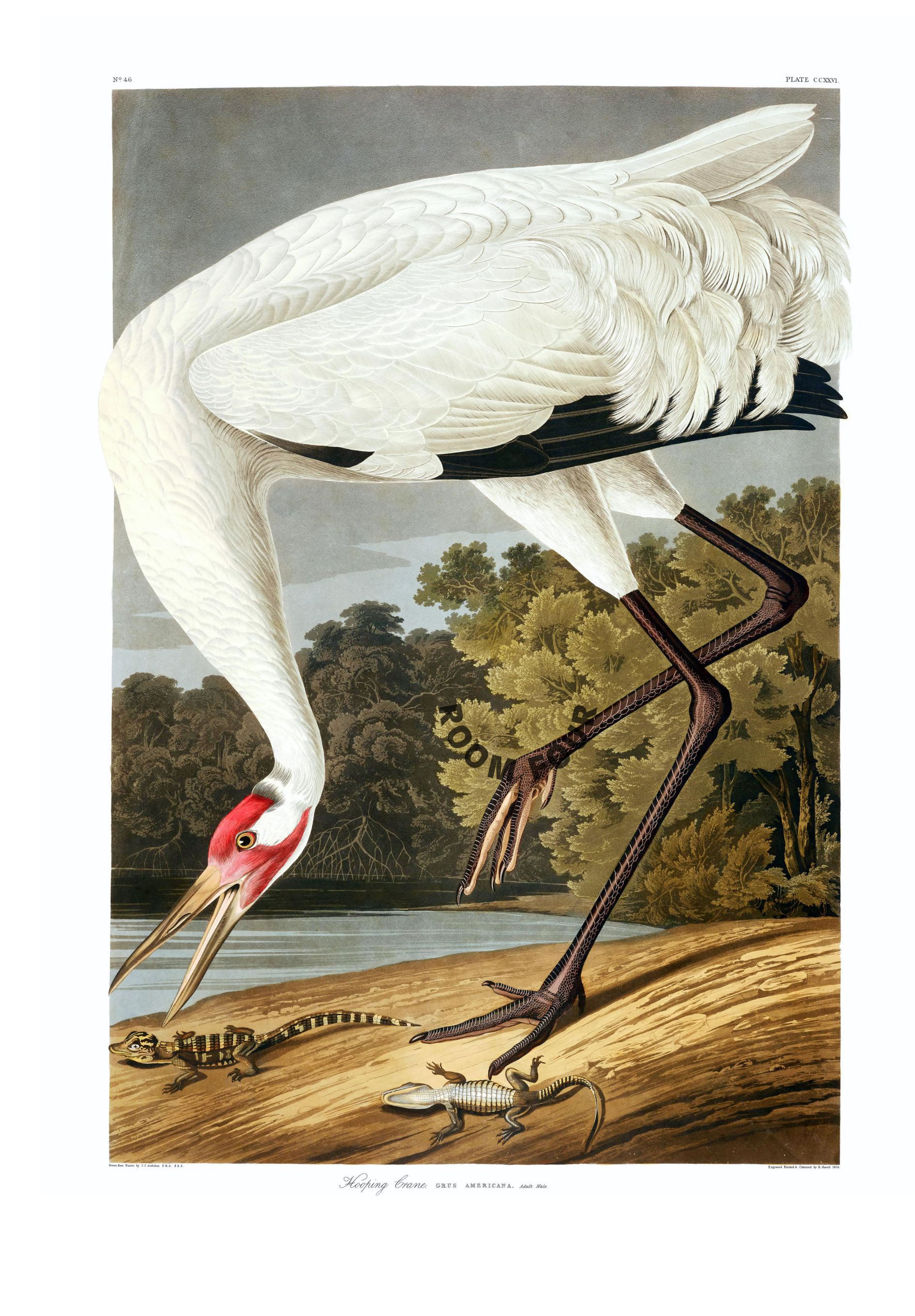 High-resolution Audubon bird engraving from 1964 elephant folio edition, portrait format White Hooping Crane - Natural World