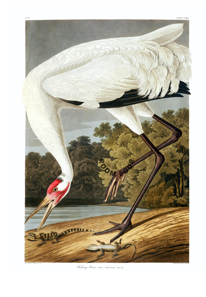 High-resolution Audubon bird engraving from 1964 elephant folio edition, portrait format White Hooping Crane - Natural World