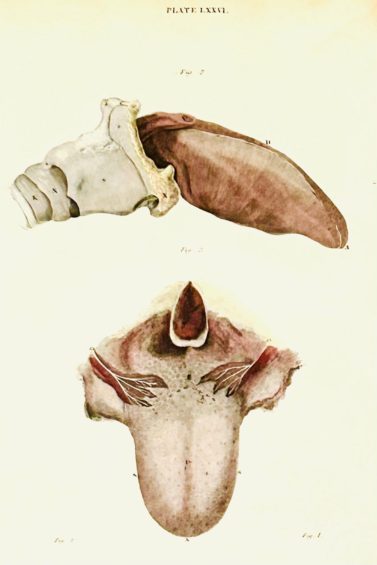 Antique Anatomical Print - Human Tongue – “ Human Tongue” Dissected - Vintage Medical Print