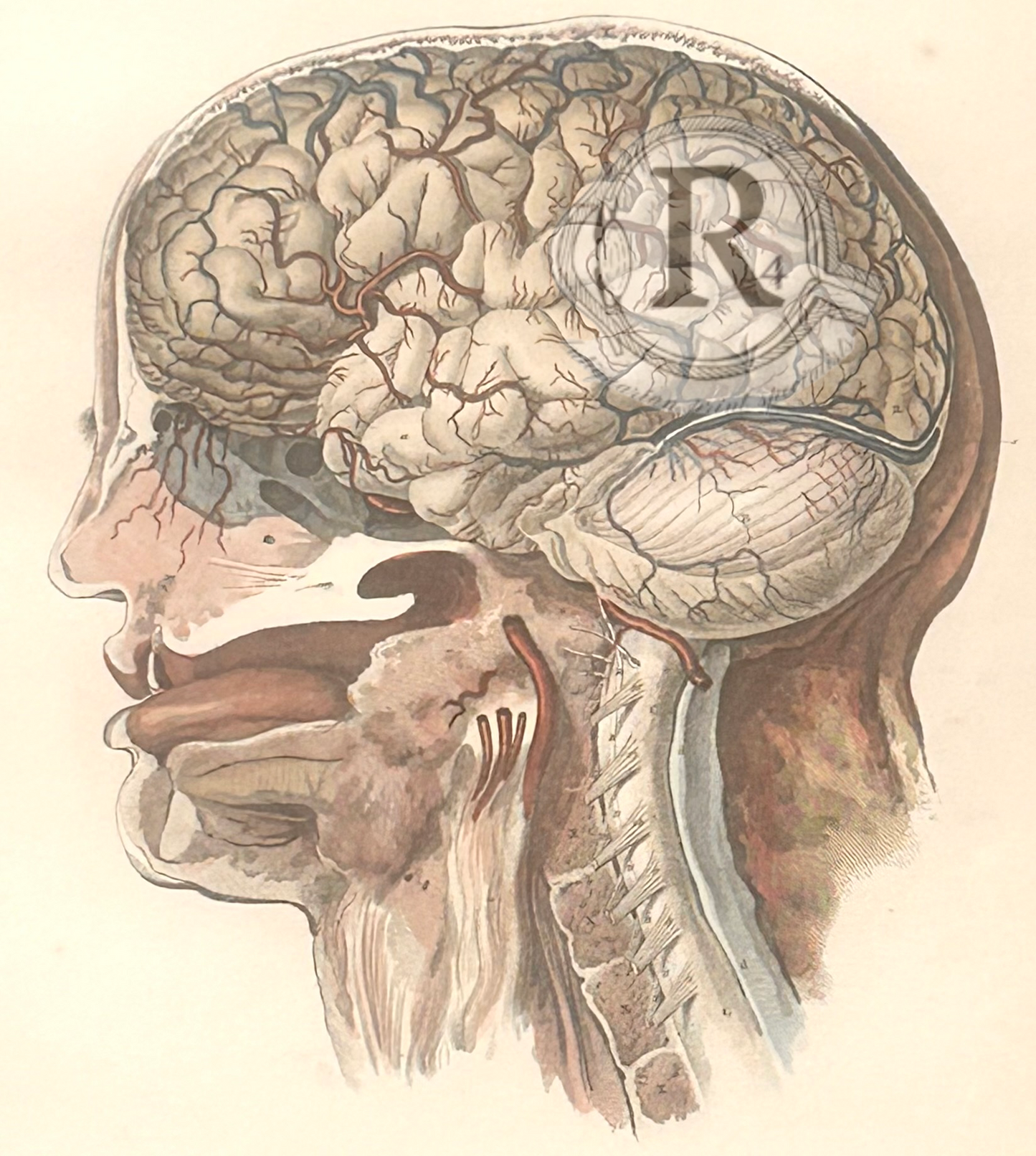 Lizars Anatomical 19th Century Hand Coloured Illustration - The Brain - Plate LVI