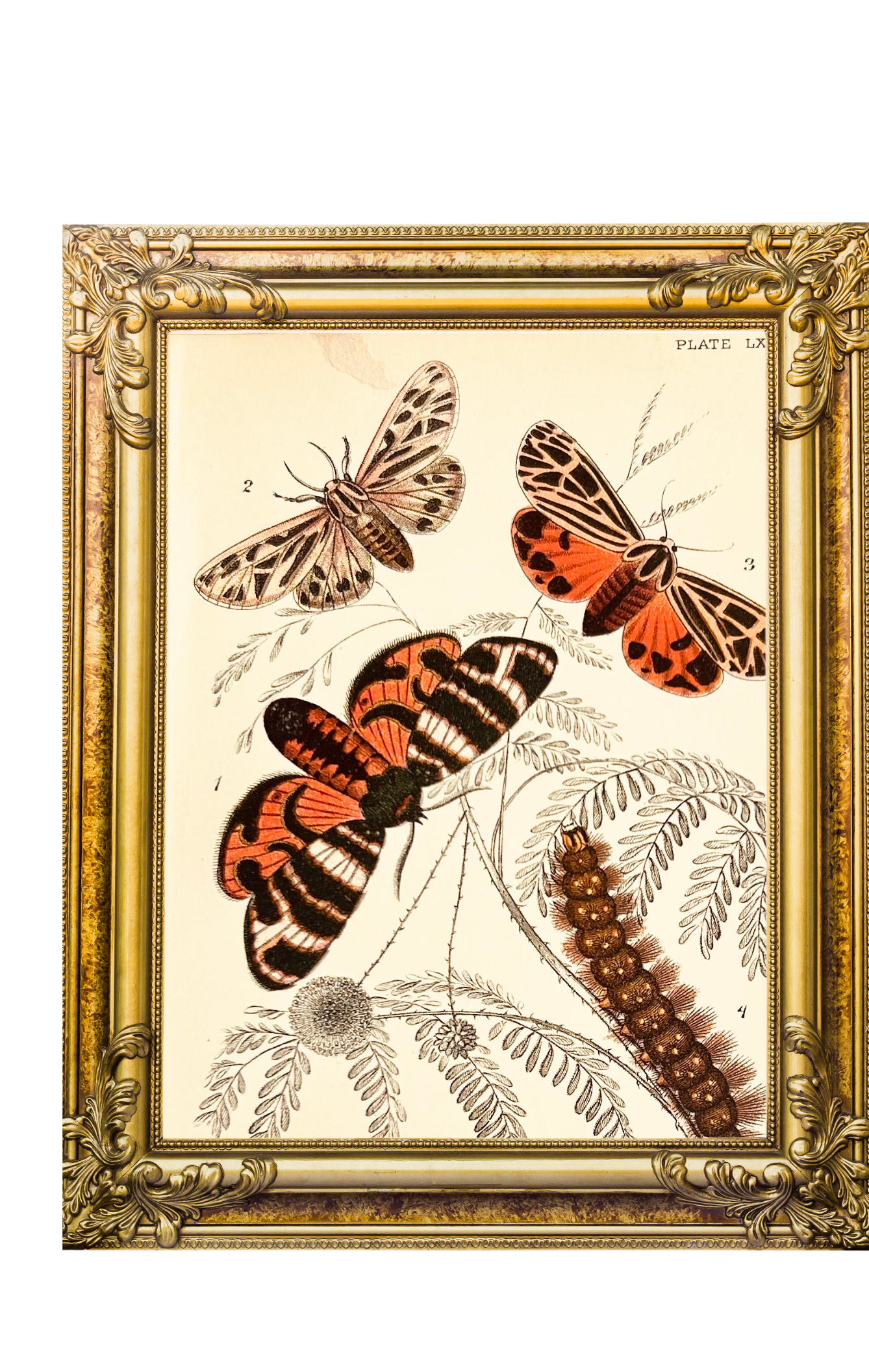 Victorian Butterfly & Moth Book Plate Print (Unframed), 19th Century - natural history 