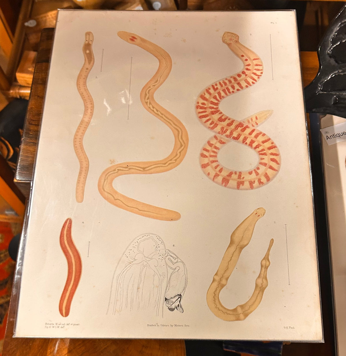 Ray Society Antique Worm Morphology Marine Biodiversity Illustration