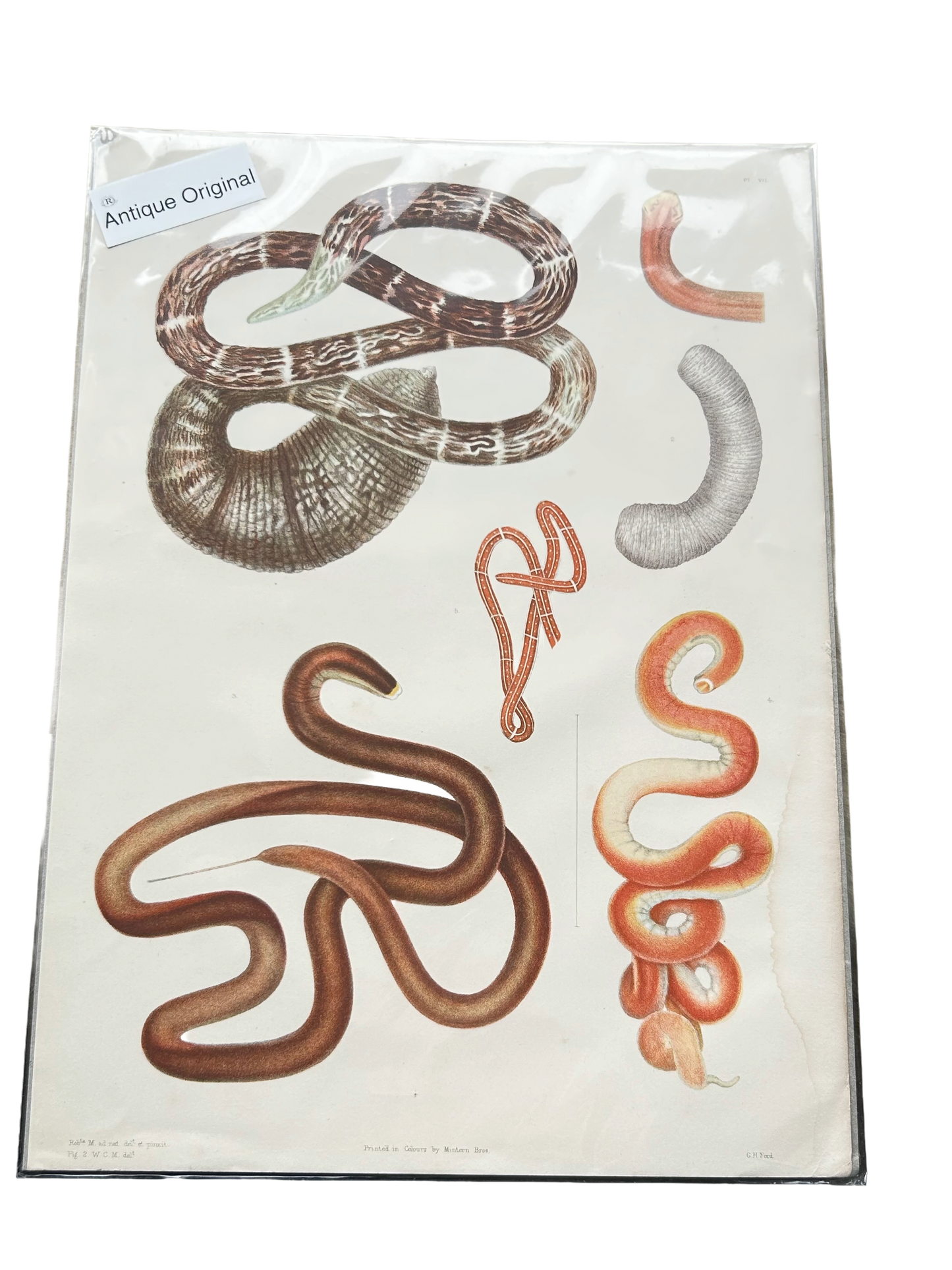 Antique Ray Society Plate VII – Nemertea Worm Chromolithograph (1880s) - colour picture from a scientific publication circa 1880.