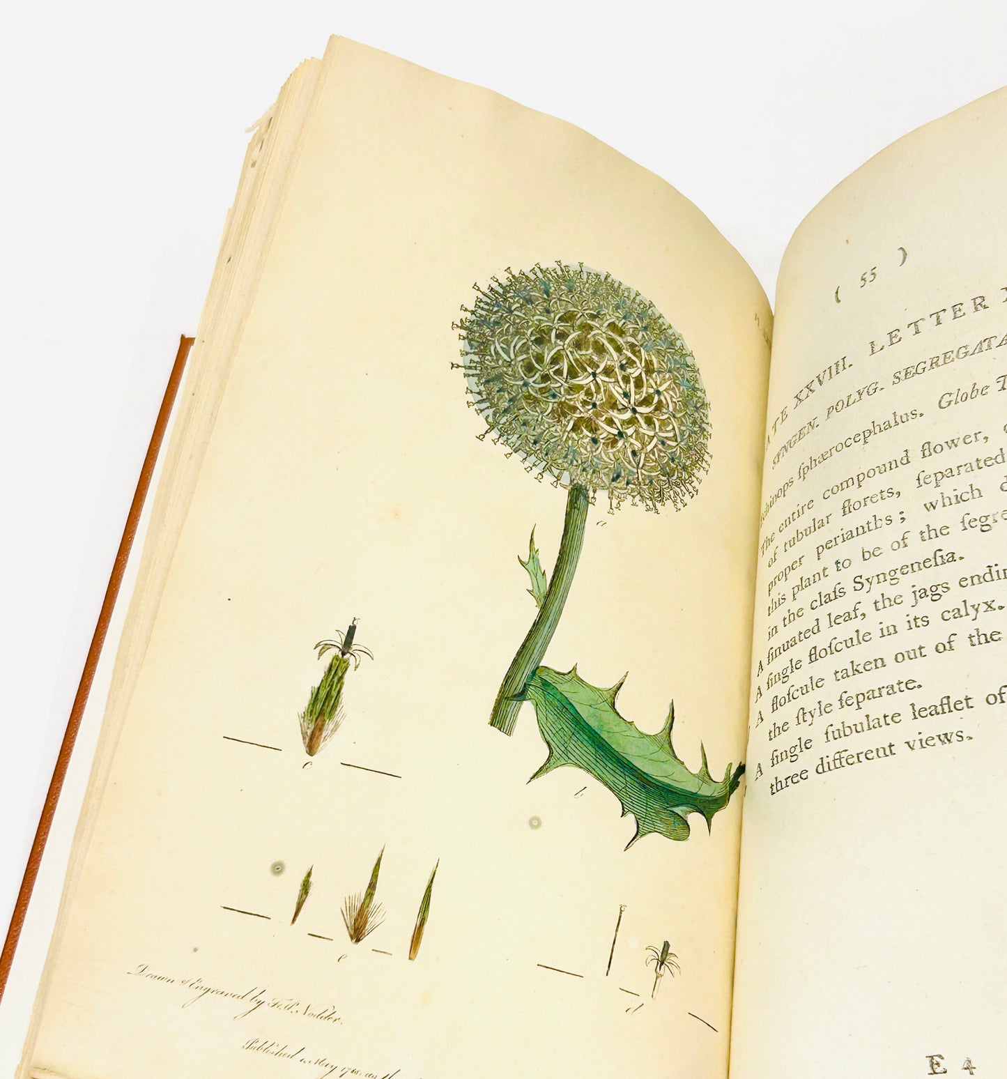 Botanisches Glossar von Thomas Martyn aus dem Jahr 1799 – Antikes wissenschaftliches Buch aus der Linnéschen Zeit (Neu gebunden)