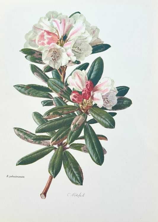 Rhododendron Vintage Print | C. Riefel 1958 Floral -