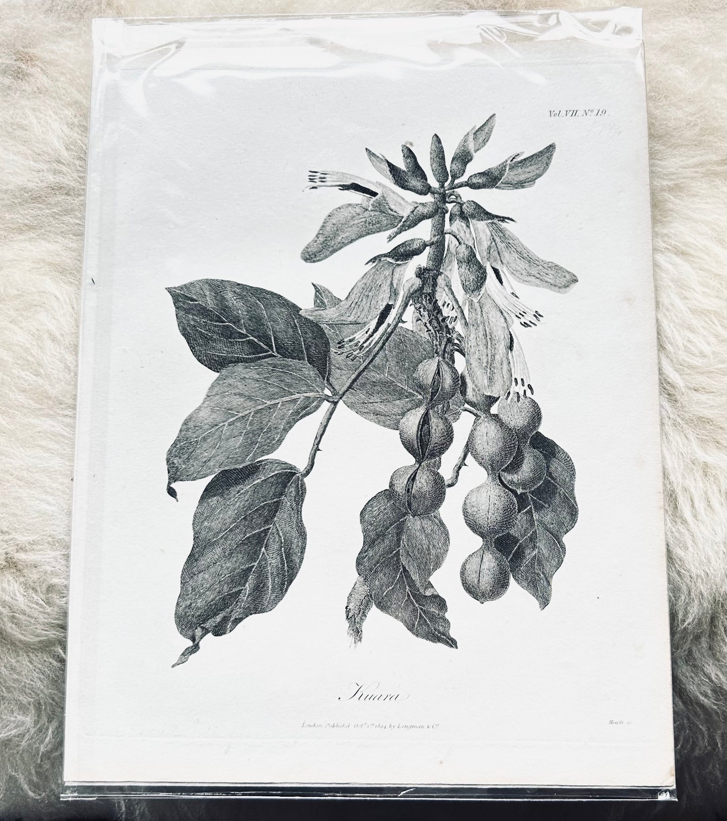 James Bruce Antique Botanical Prints – Black & White Plant Illustrations (Set of 4) - Published London, 1804