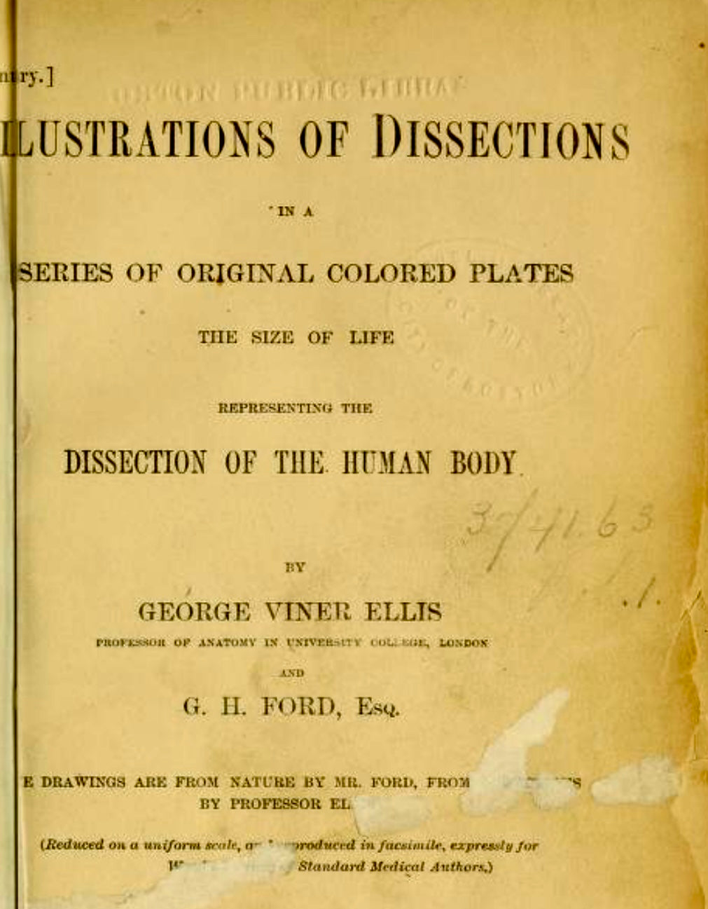 Victorian Anatomical Drawing 1863 by G H Ford –  Neck Anatomy Antique Medical Illustration / Plate XV