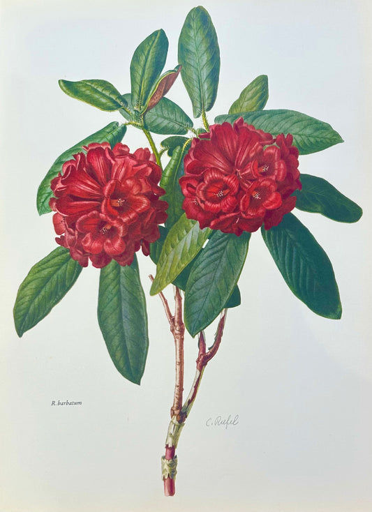 Rhododendron Vintage Print | C. Riefel 1958 Floral -
