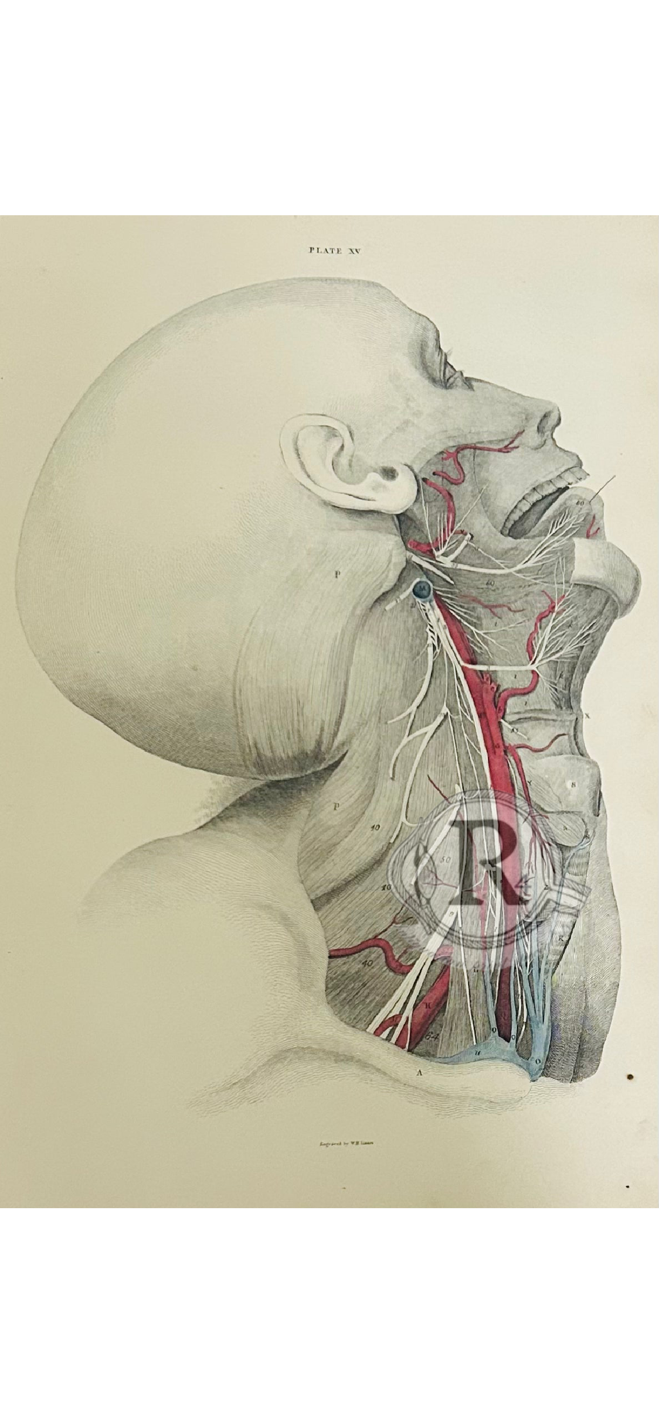 W. H. Lizars – Head & Neck Anatomy – Copperplate Engraving – Plate XV (19th‑Century Medical Print)