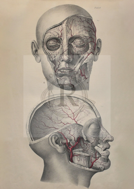 Anatomical Digital Wall Art - Vascular Head & Face by Quain