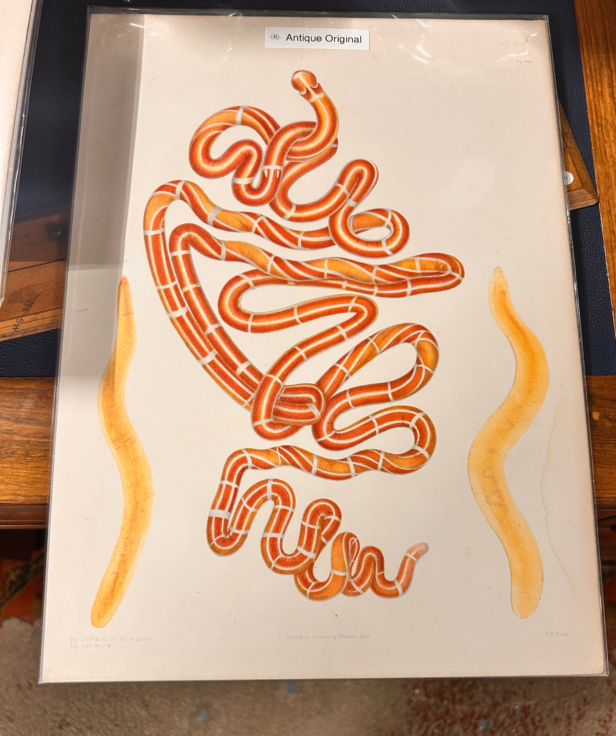 Ray Society Antique Worm Morphology Marine Biodiversity Illustration