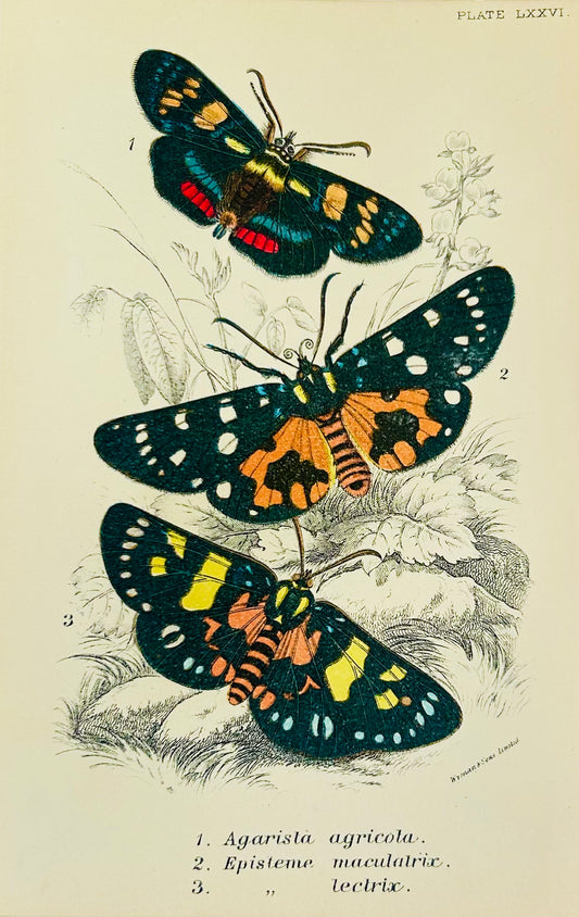 COMING SOON - Victorian Butterflies