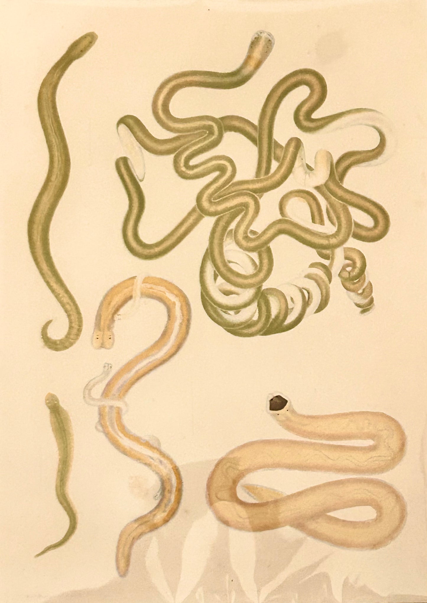 Worm Morphology