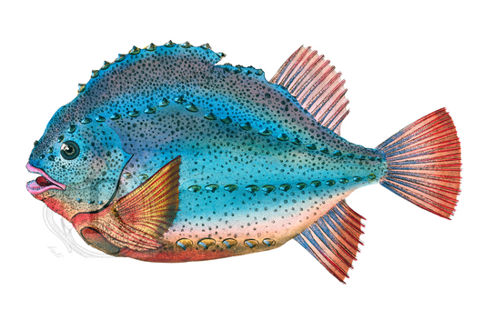 Donovan’s Lumpsucker Fish – Marine Fish Art Print