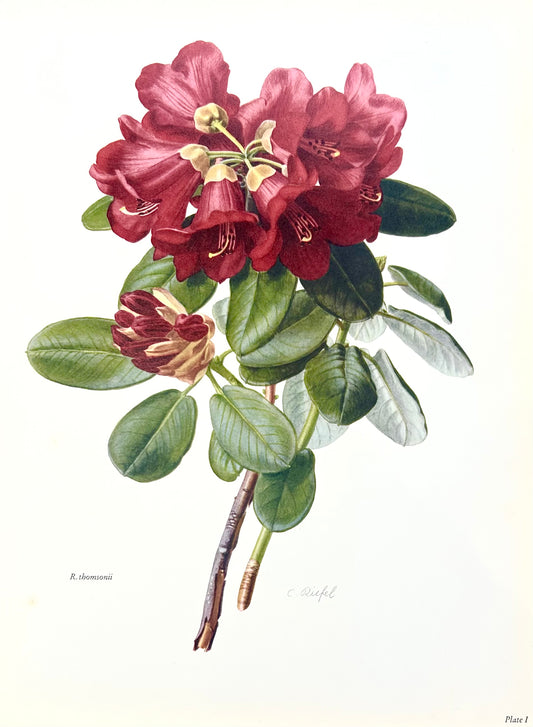 Rhododendron Vintage Print | C. Riefel 1958 Floral -