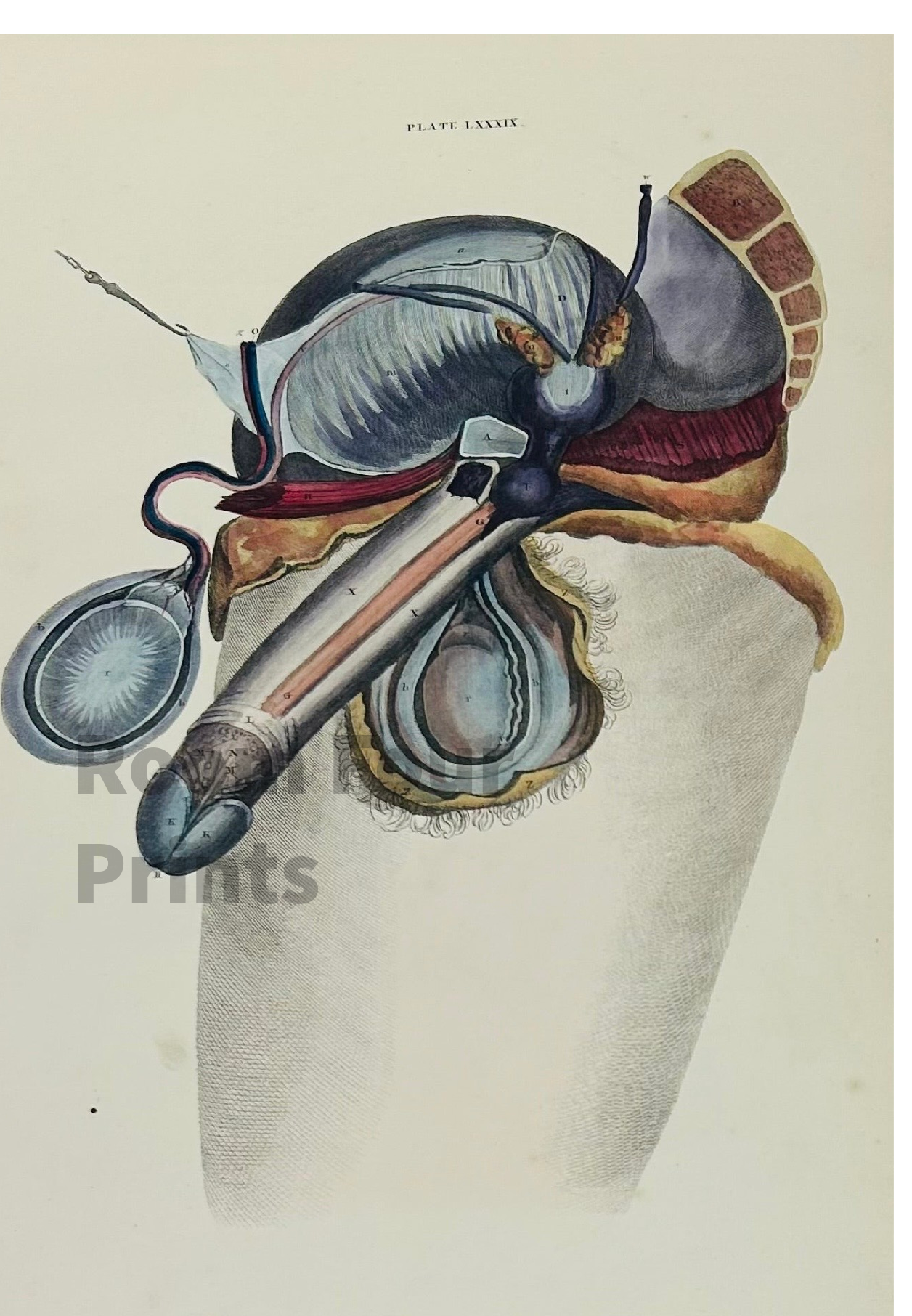 Frühe Anatomie – Tafel LXXXIII – ORIGINAL