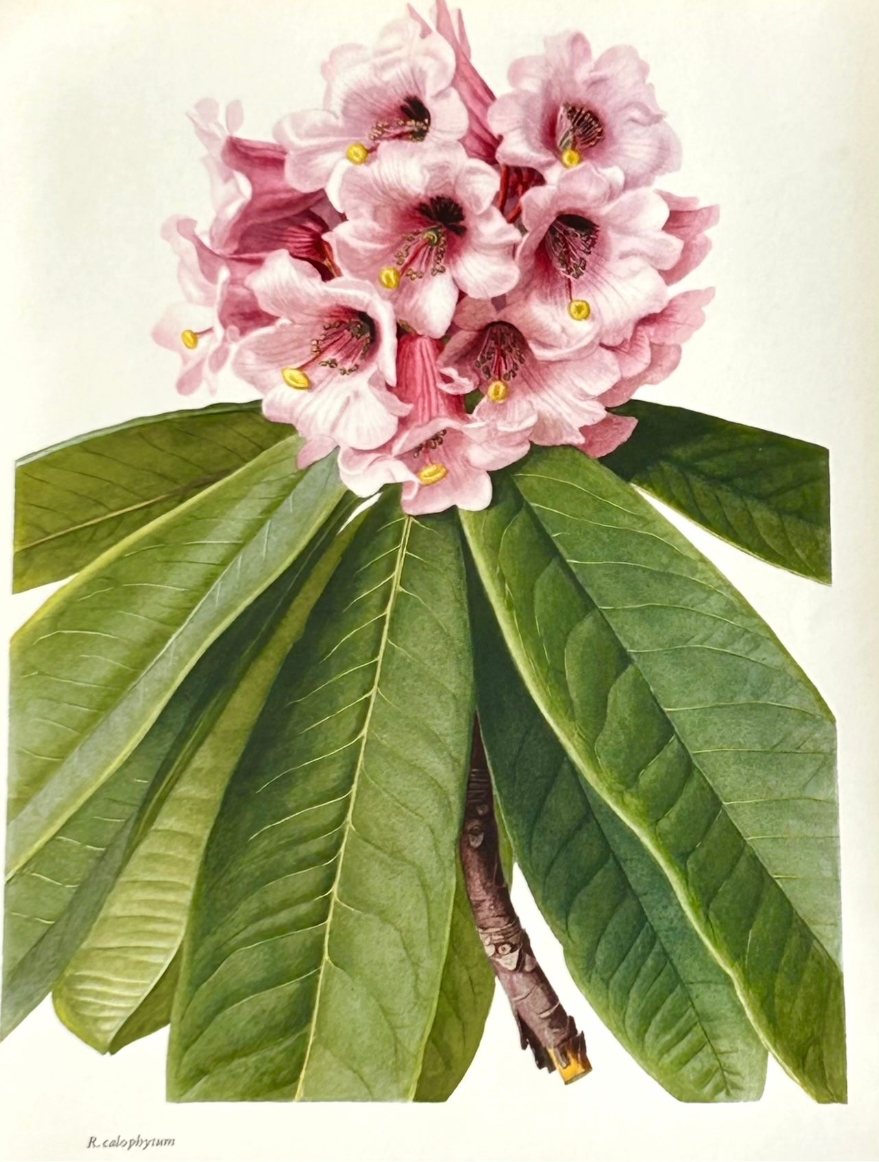 Rhododendron Vintage Print | C. Riefel 1958 Floral - Plate