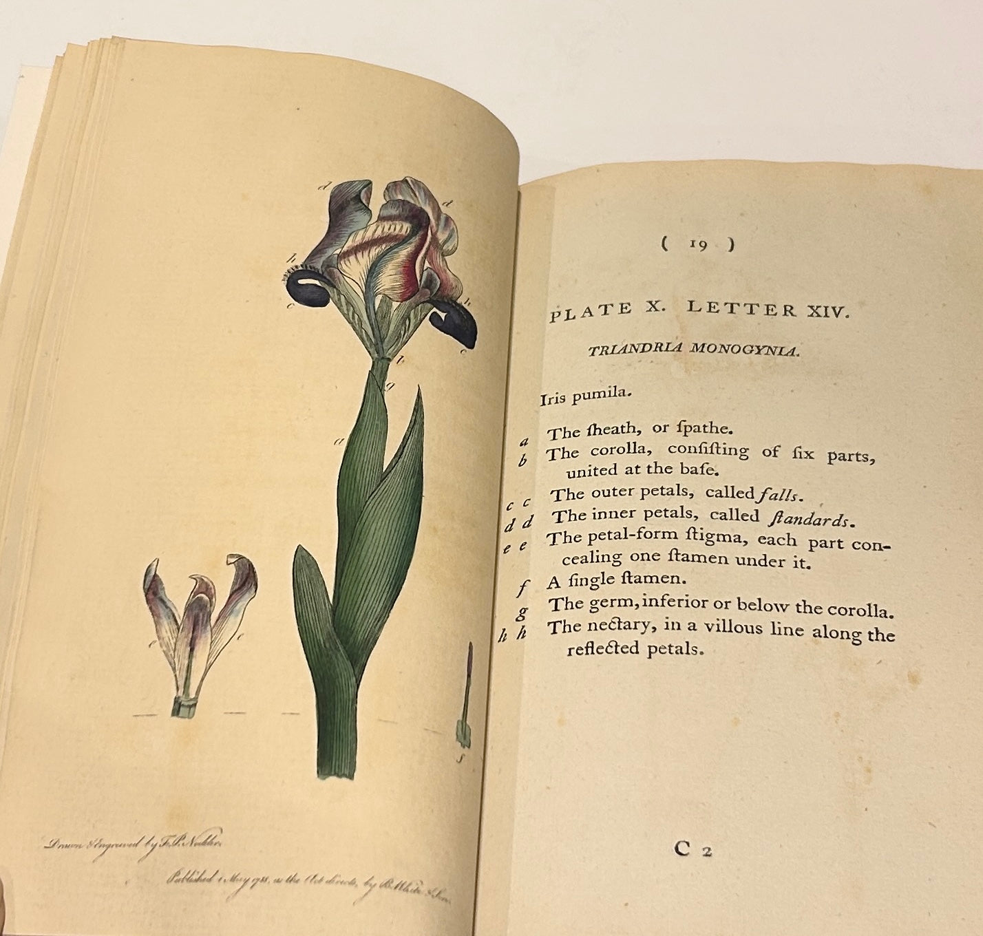 Botanisches Glossar von Thomas Martyn aus dem Jahr 1799 – Antikes wissenschaftliches Buch aus der Linnéschen Zeit (Neu gebunden)