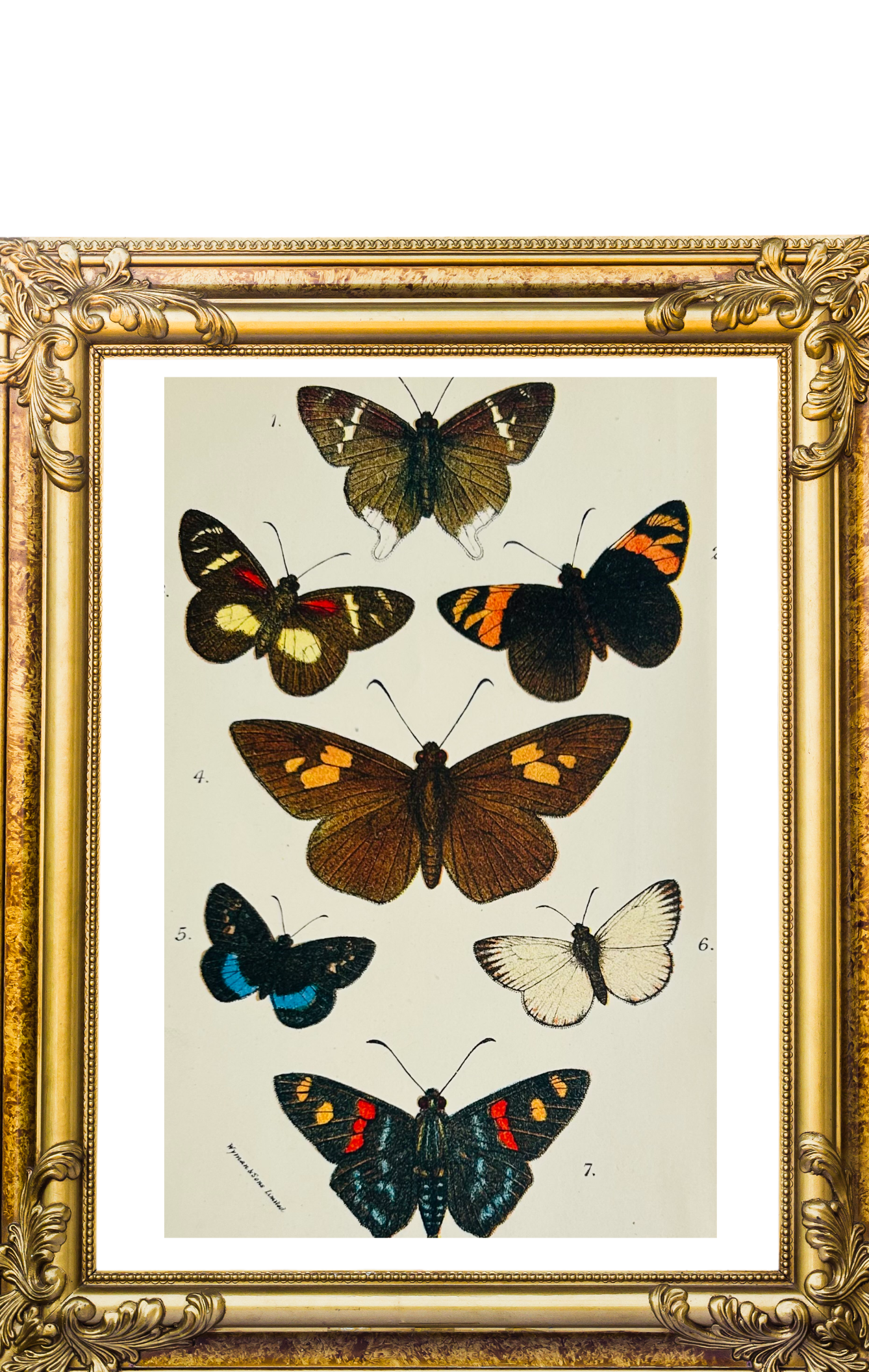 Victorian Butterfly & Moth Book Plate Print (Unframed), 19th Century