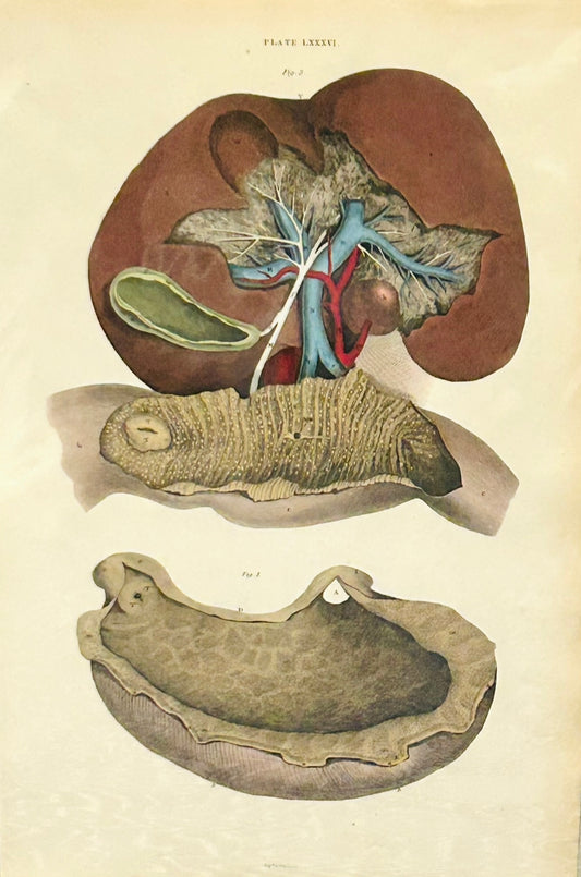 Antique anatomical illustration of liver, stomach, and duodenum from Plate LXXXVI Lizars 19th century medical atlas 
