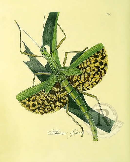 Indian Grasshopper Engraving (Reproduction) – Donovan Plate 48 – Phasma Gigas Natural History Print |