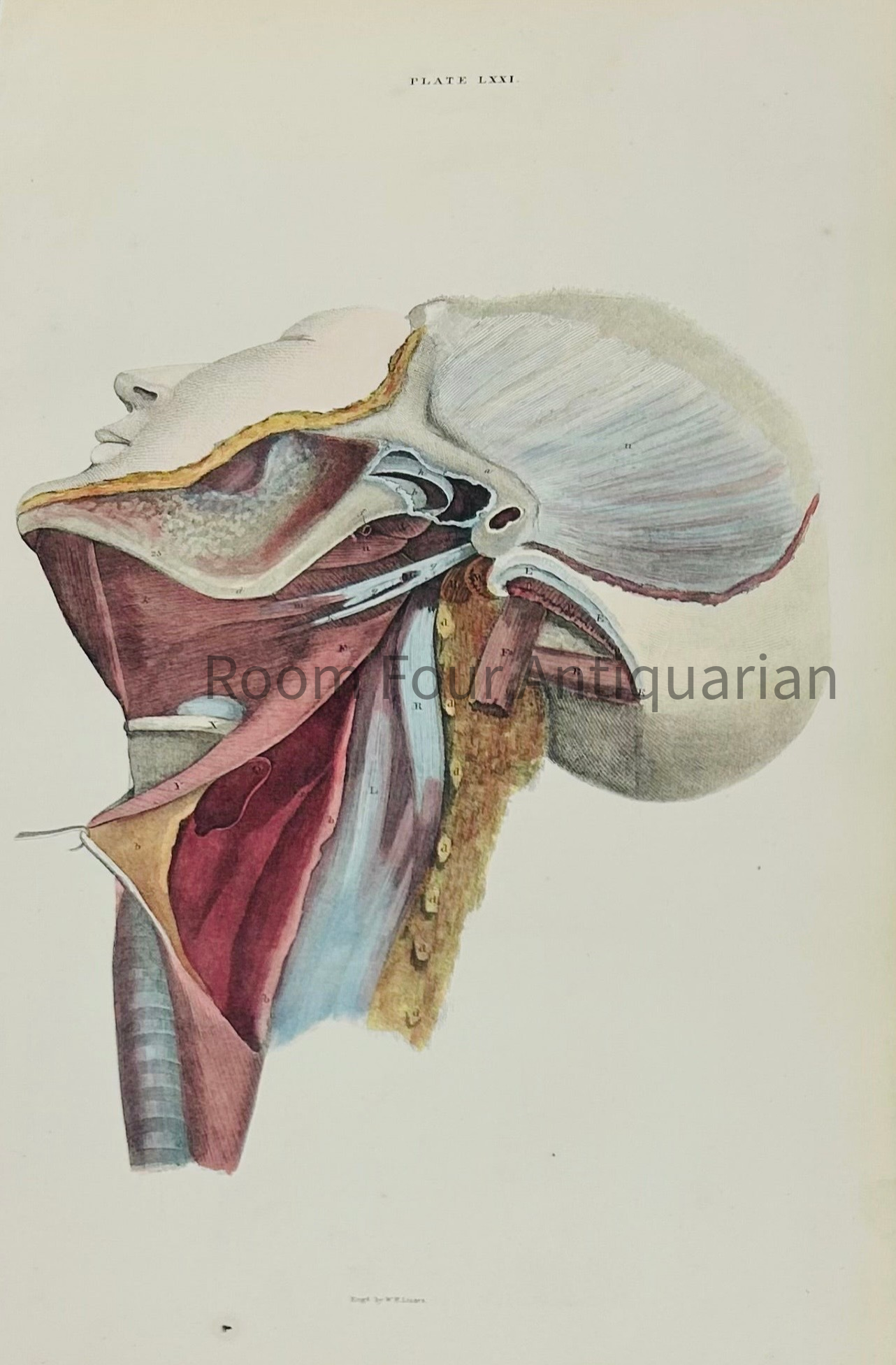 An original 200 year old hand-colored engraving from a System of Anatomical Plates of the Human Body. Edinburgh: [1822-26] by John Lizars. 