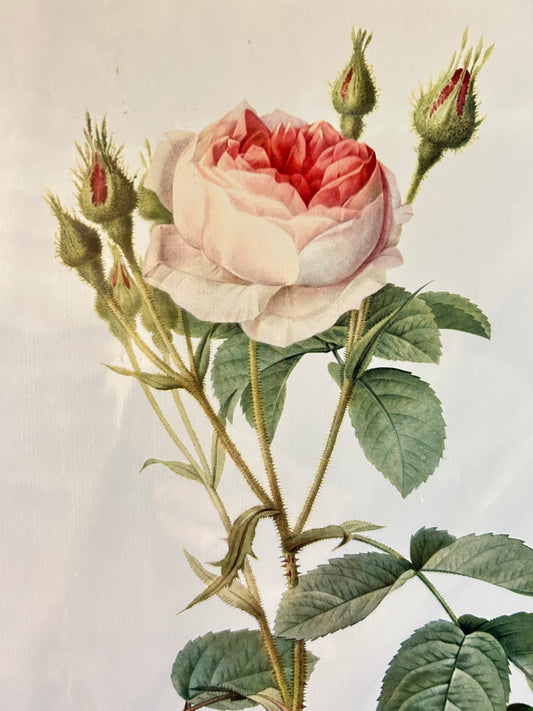 Pierre Redoute Roses -  Rosa Muscosa multiplex pink